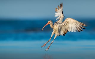 Картинка природа, птица, Young American white ibis