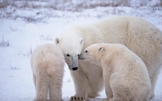 Картинка медвежата, медведица, Белые медведи, Арктика, Полярные медведи
