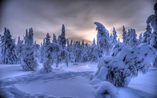 Картинка Äkäslompolo, лес, деревья, снег, зима, Юлляс, Финляндия, Lapland, Лапландия, Акасломполо, Ylläs, Finland