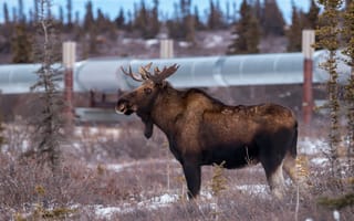 Картинка ветки, природа, лось, профиль