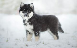 Картинка Финский лаппхунд, финская лопарская лайка, щенок, собака, зима