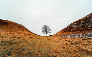 Картинка природа, дерево, поздняя осень, долина, холмы