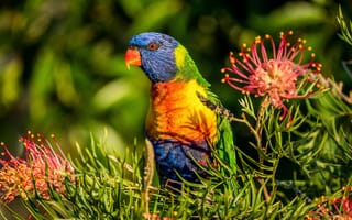Обои Многоцветный лорикет, попугай, Гревиллея, лорикет, птица, цветы