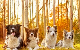 Картинка собаки, осень, друзья