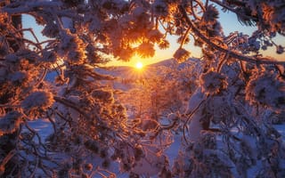 Картинка зима, закат, ветки, снег, деревья, Андрей Базанов, Финляндия