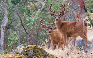 Картинка лес, олень, пара