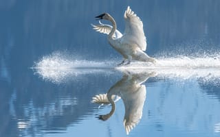 Картинка белый, отражение, размах крыльев, лебедь, птица, водоем