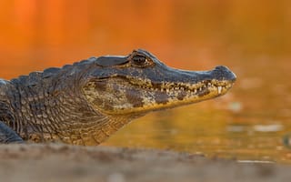 Картинка берег, крокодил, оранжевый