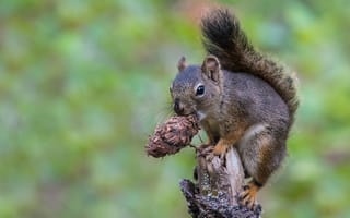 Картинка серый, белка, зеленый, шишки, сучок