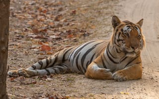 Картинка дорога, осень, листья, лежит, деревья, тигр