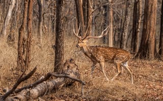 Картинка осень, лес, олень, деревья, ветки, прогулка