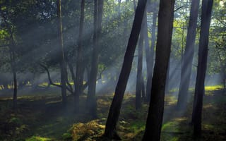 Картинка лес, лучи, туман, свет, парк, листва, деревья, ветки