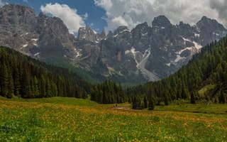 Картинка поле, лес, лето, горы, оранжевый, цветы, облака, небо