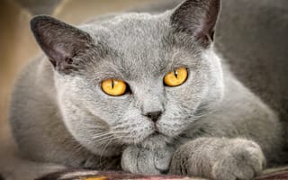 Картинка кошка, лежит, крупный план, портрет, лапы, серый, взгляд, британский, морда, дымчатый, глаза, кот, желтые глаза
