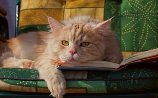 Картинка кот, лапка, мордочка, рыжий, книга, взгляд, котейка