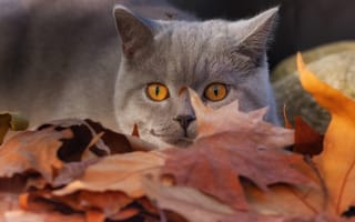 Картинка кошка, Британская короткошёрстная кошка, листья, взгляд, мордочка