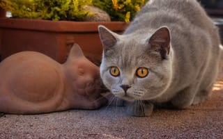 Картинка кошка, мордочка, взгляд, Британская короткошёрстная кошка