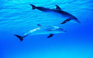Картинка дельфины, океан, подводные, миры, море