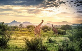 Картинка небо, облака, кустарник, жираф, закат, природа