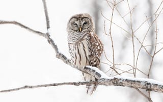 Картинка зима, снег, птица, неясыть, сова, деревья, светлый, ветки