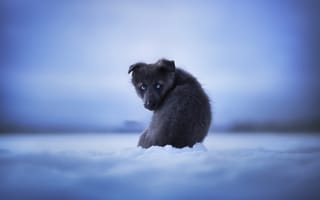 Картинка зима, собака, друг