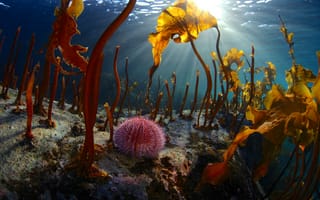 Картинка море, под водой, лучи, свет, природа, Баренцево море, водоросли, дно, морской ёж, Егор Никифоров, эхинус