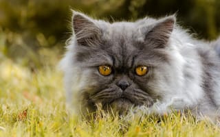 Картинка персидская кошка, перс, кот, мордочка, взгляд