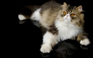 Картинка персидская кошка, лапка, перс, кот