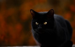 Картинка сидит, черная кошка, размытый задний