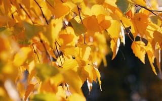 Картинка природа, листья, деревья, дерево, осень