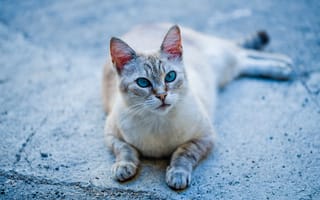 Картинка кошка, голубые глаза, лапки, котейка