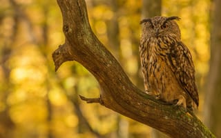 Картинка осень, деревья, боке, филин, сук, птица, сова, ветки