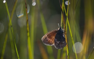 Картинка лето, бабочка, насекомое