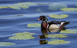 Картинка птица, утки, каролинка