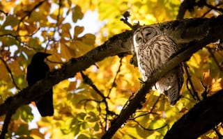 Картинка осень, листья, деревья, птица, листва, сова, желтый, ветки