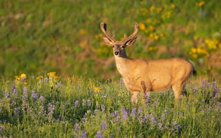 Картинка поле, лето, олень, цветы, природа, свет, луг