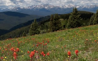 Картинка зелень, поле, горы, цветы, облака, лето, трава, лес