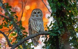 Картинка осень, ветки, листва, сова, неясыть, птица