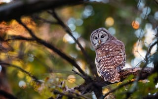 Картинка ветки, птица, боке, сова
