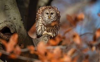 Картинка осень, сова, птица, осенние листья, листва, неясыть
