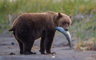 Картинка рыба, медведь, пища на входе и выходе)), трапеза, всё и сразу, забавно, эх мишка мишка!, и не только
