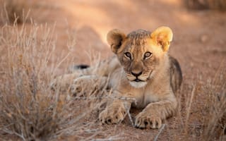 Картинка портрет, малыш, лежит, львёнок