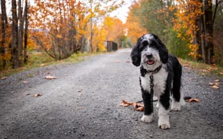 Картинка дорога, собака, листья, осень
