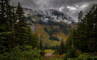 Картинка лес, горы, туман, склон, ели