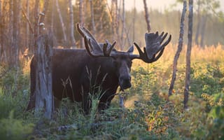 Картинка осень, морда, рога, природа, лось