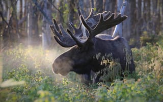 Картинка зелень, лес, морда, природа, лось, рога