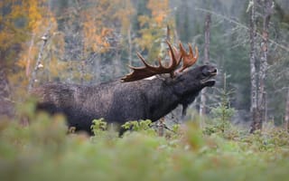 Картинка осень, лес, лось, профиль, природа, рога, морда