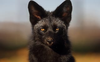 Картинка морда, портрет, чернобурая лиса, чернобурка