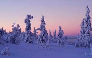 Картинка Levi, снег, Леви, Финляндия, Лапландия, деревья, зима, Lapland, Finland, закат