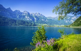 Обои Швейцария, цветы, трава, горы, ветки, кусты, Lake Walensee, озеро, лес